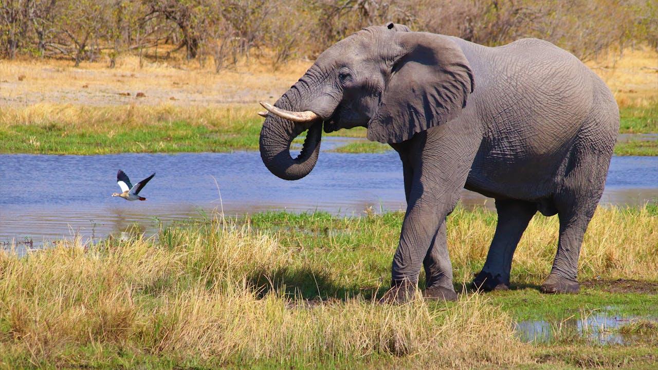Okavango Delta safari scenery in Botswana