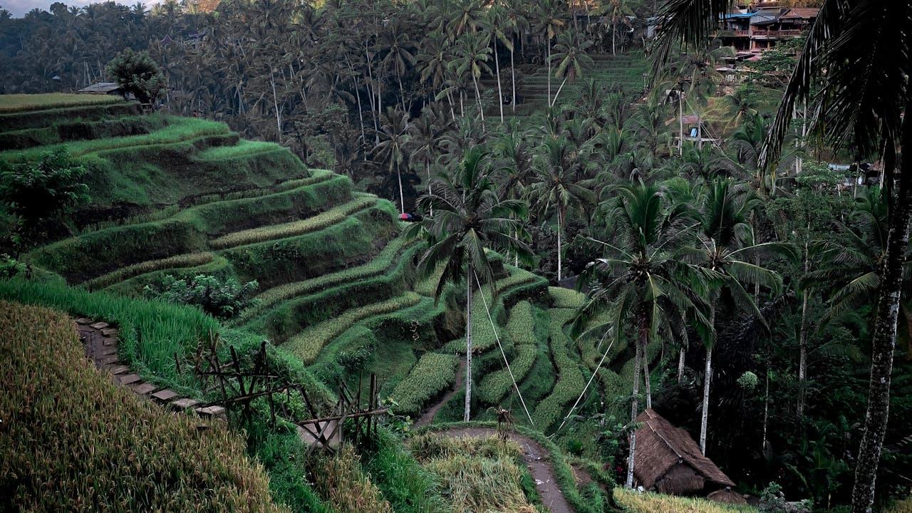 Rice terraces and temples in Bali, Indonesia