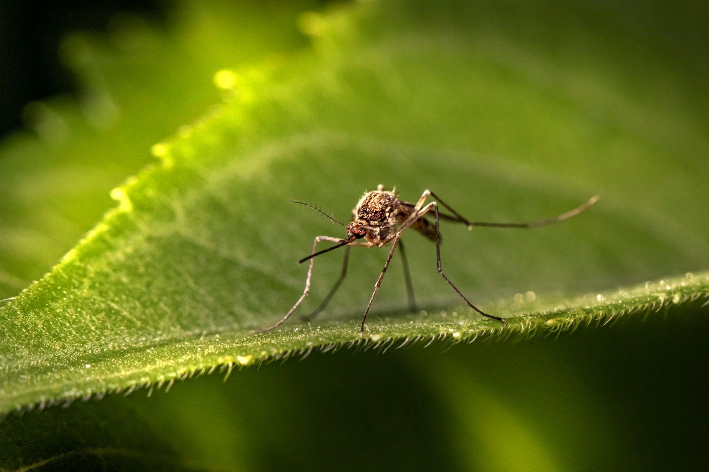 Mosquito resting on a green leaf