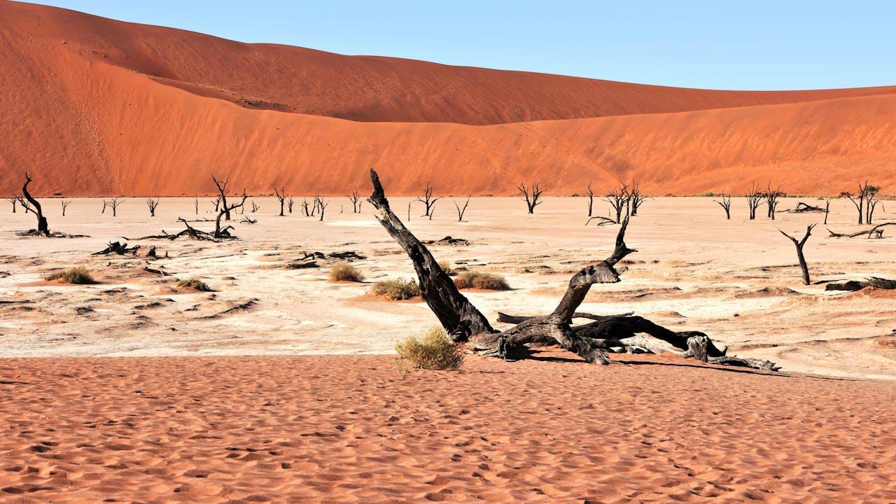 Namibian desert and safari scenery