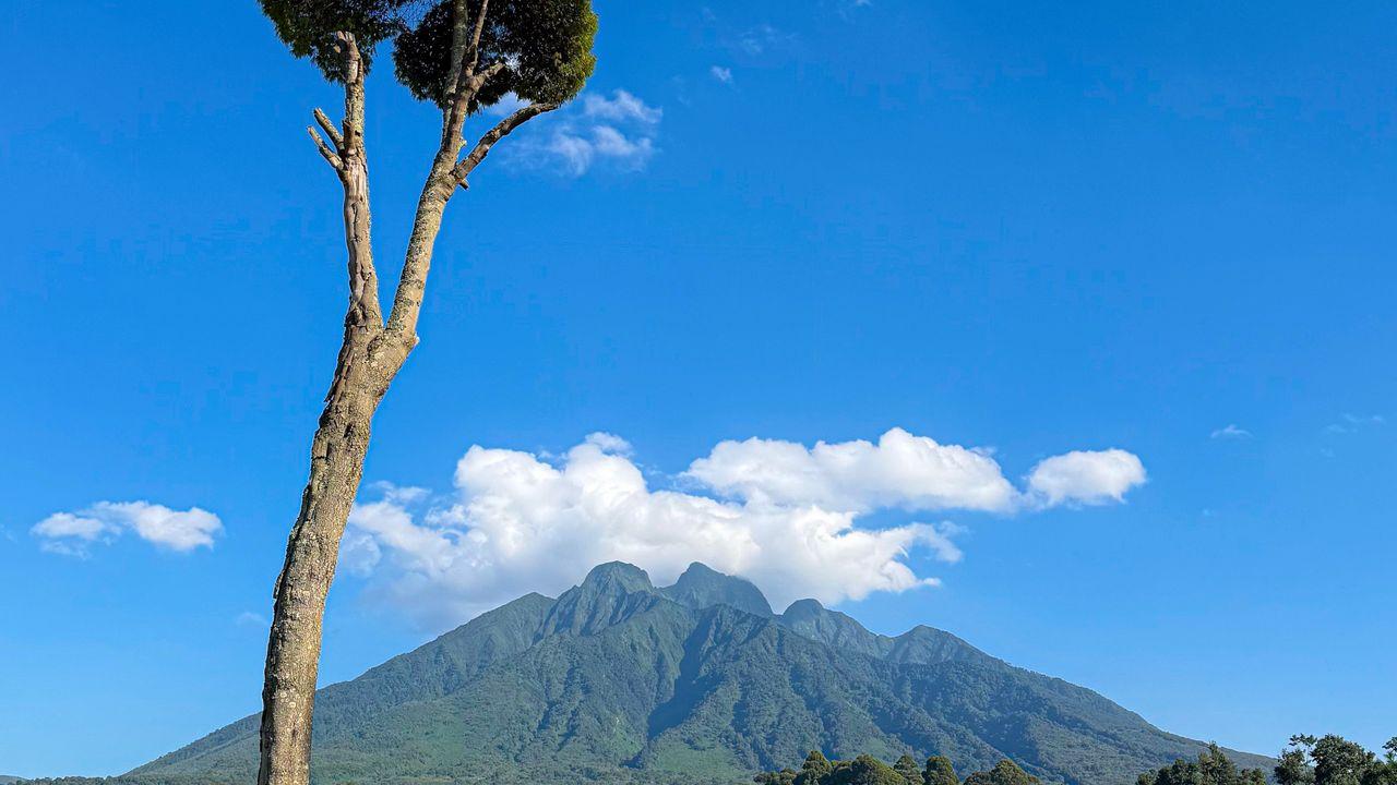 Mountain gorilla and green hills in Rwanda