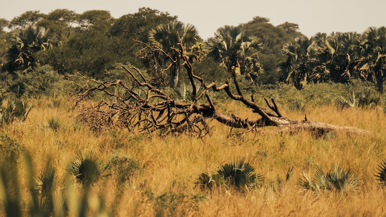 African safari with wildlife on the savannah