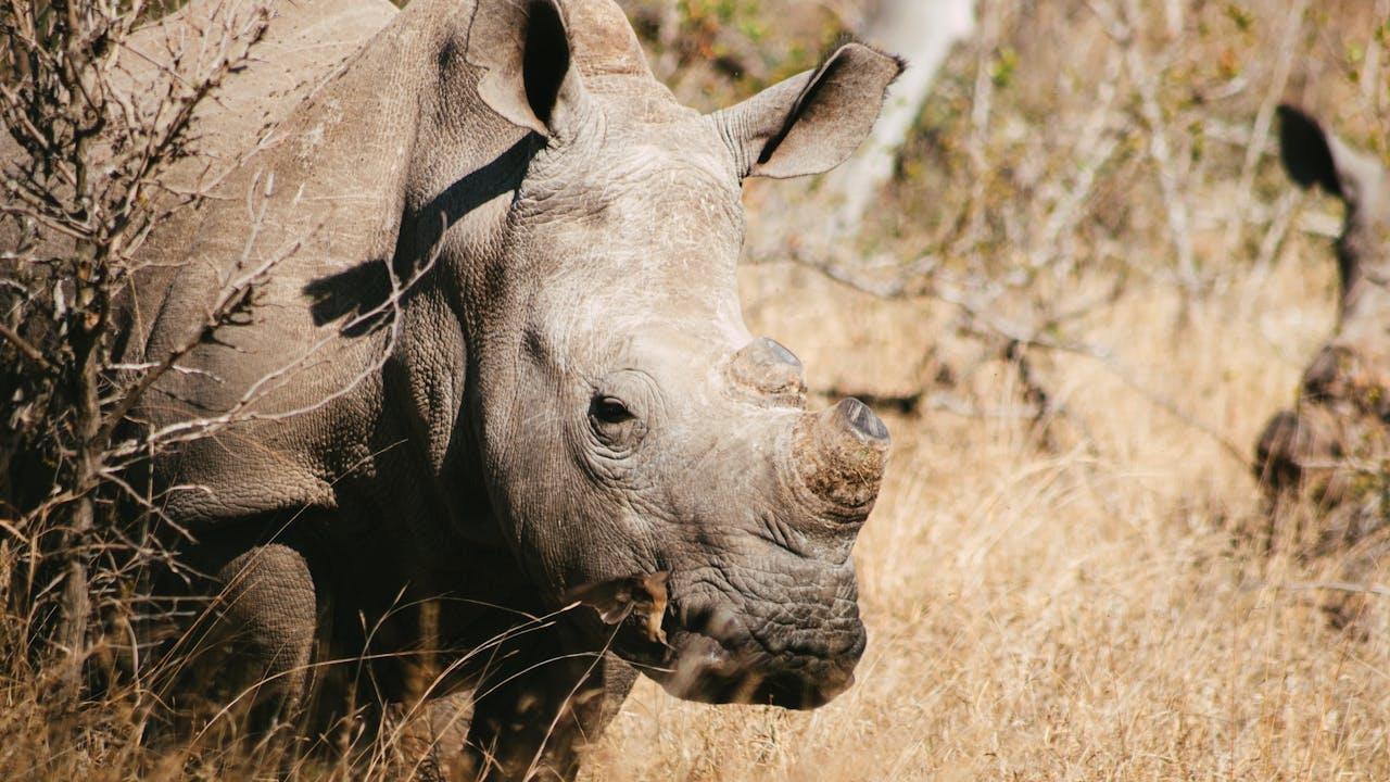 South African landscape and safari