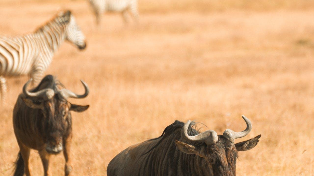 Safari plains and wildlife in Tanzania