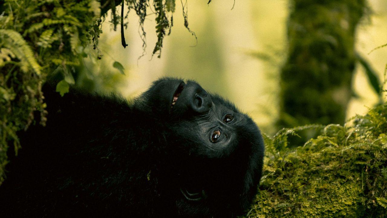 Mountain gorilla and forest in Uganda