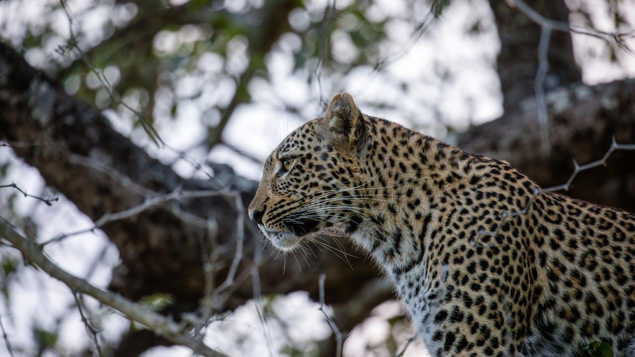Victoria Falls and safari scenery in Zambia